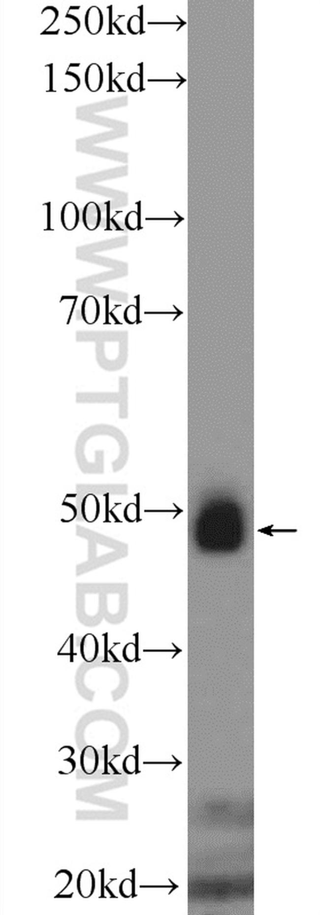 ASL Antibody in Western Blot (WB)