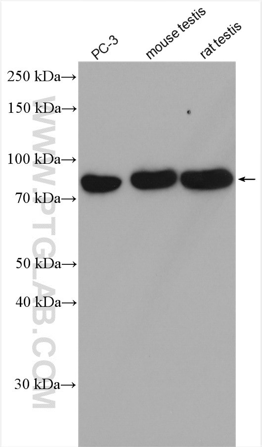 ZER1 Antibody in Western Blot (WB)