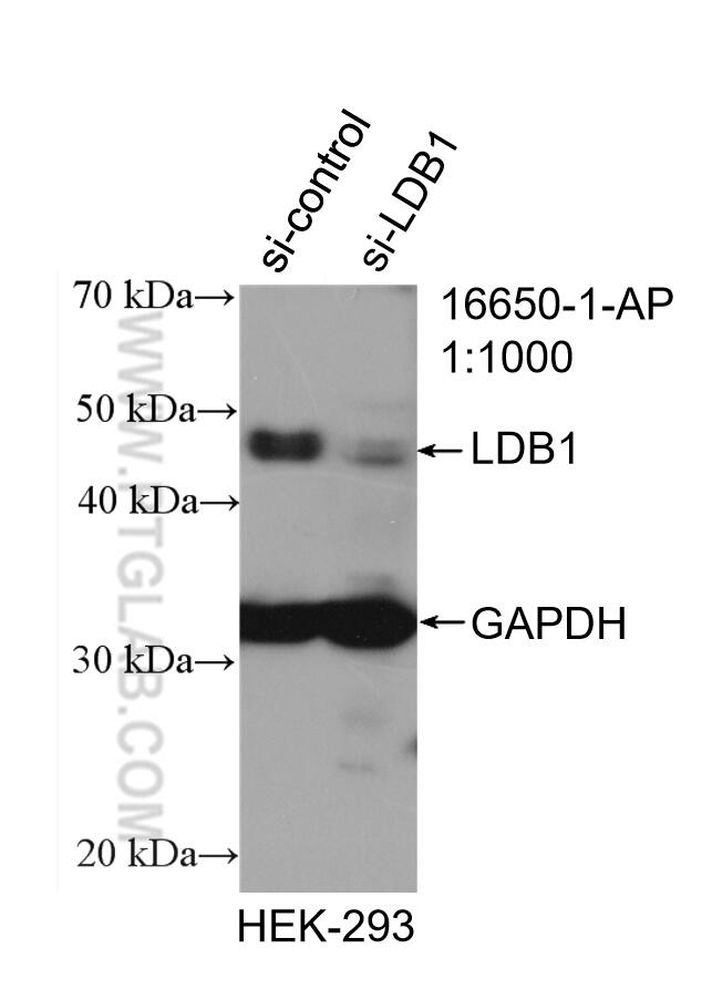 LDB1 Antibody in Western Blot (WB)