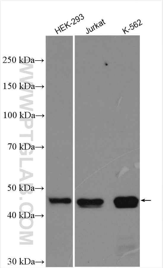 LDB1 Antibody in Western Blot (WB)