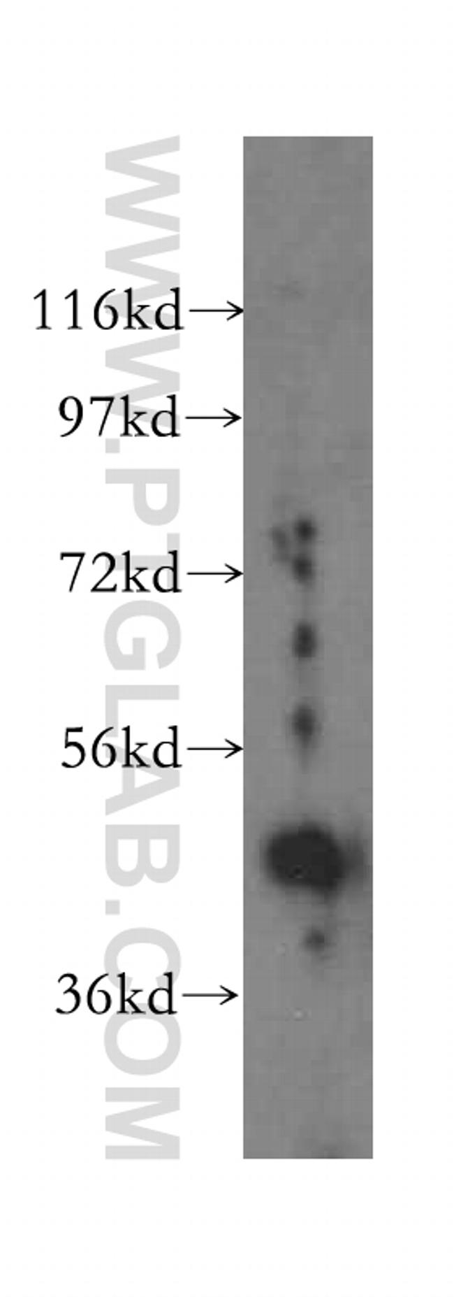 LDB1 Antibody in Western Blot (WB)