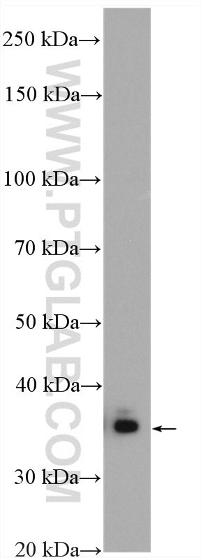 PPA2 Antibody in Western Blot (WB)