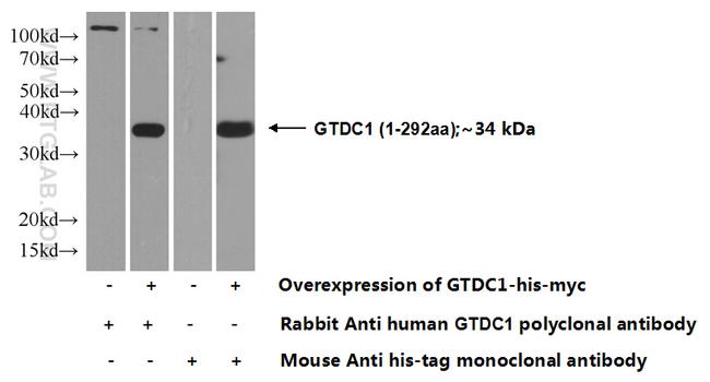 GTDC1 Antibody in Western Blot (WB)