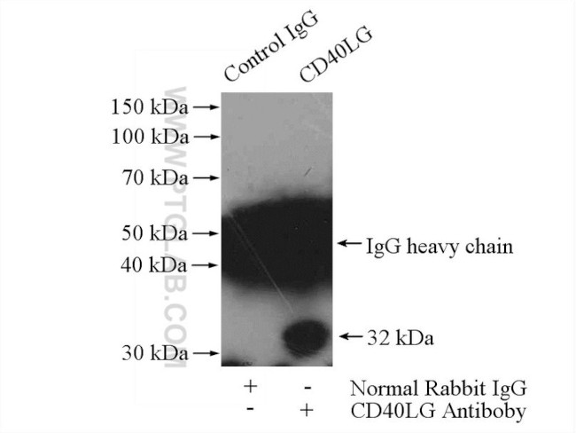 CD40L/CD154 Antibody in Immunoprecipitation (IP)