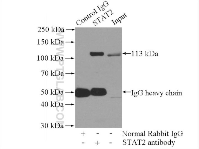 STAT2 Antibody in Immunoprecipitation (IP)