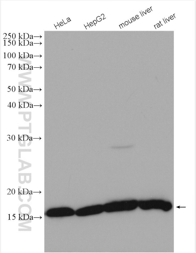 RPS14 Antibody in Western Blot (WB)