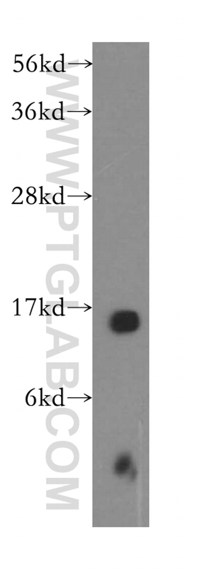 RPS14 Antibody in Western Blot (WB)