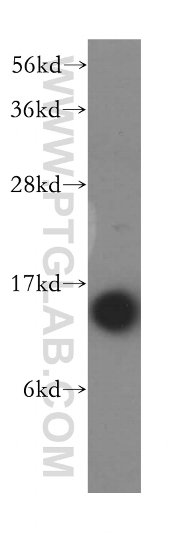 RPS14 Antibody in Western Blot (WB)