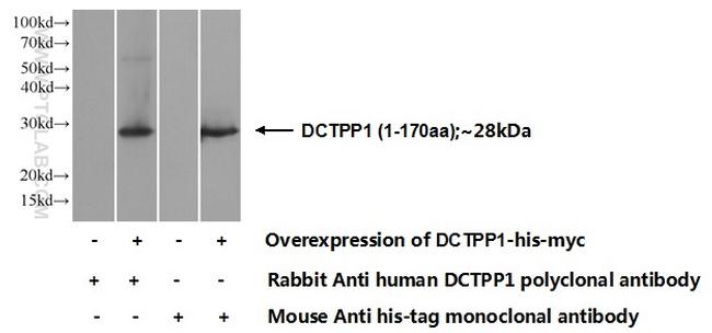 DCTPP1 Antibody in Western Blot (WB)