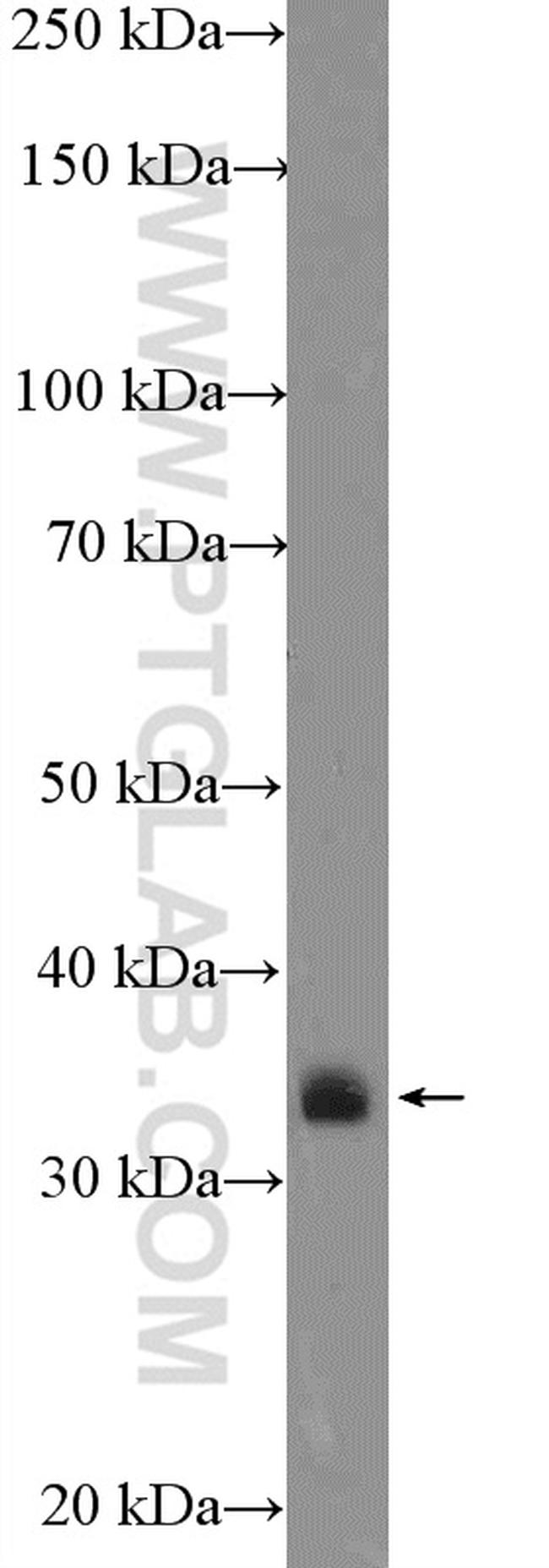 CRK Antibody in Western Blot (WB)