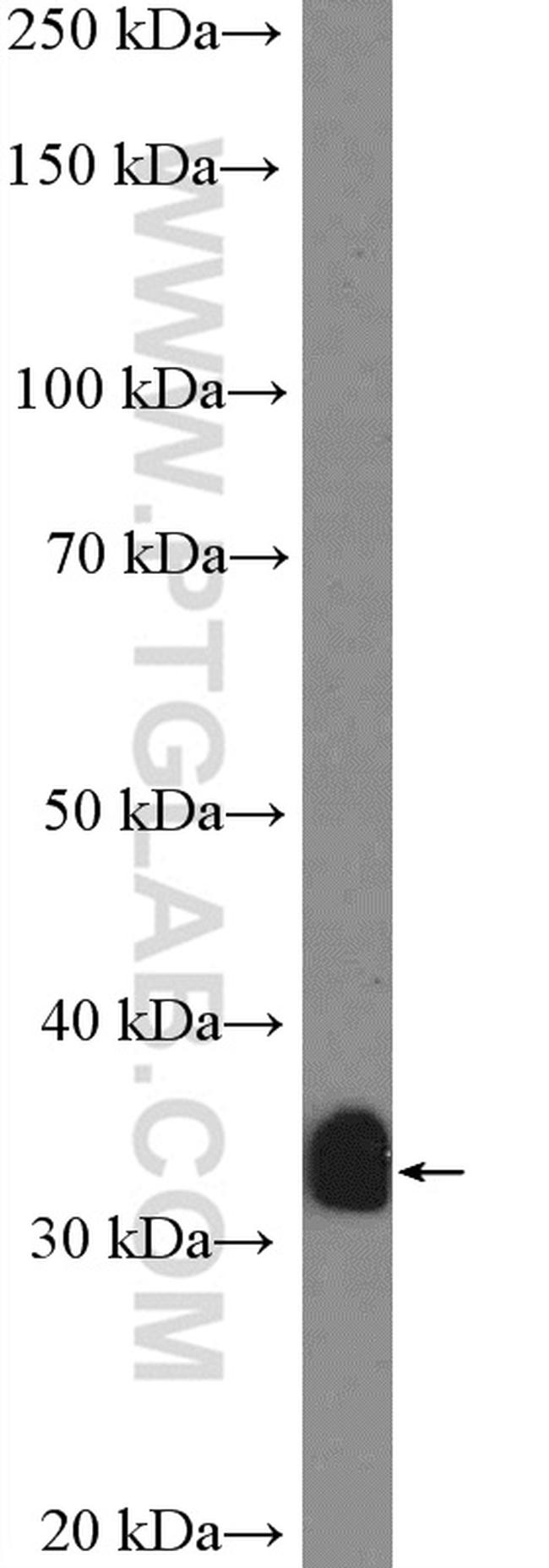 CRK Antibody in Western Blot (WB)