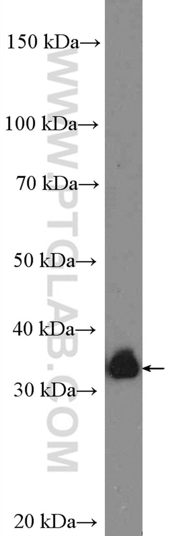 CRK Antibody in Western Blot (WB)