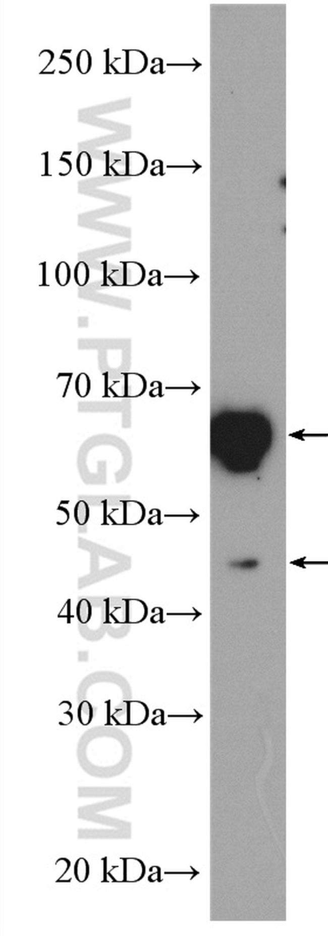 ATL2 Antibody in Western Blot (WB)