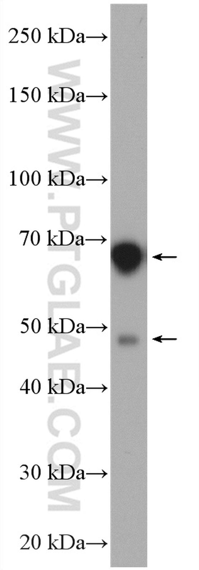 ATL2 Antibody in Western Blot (WB)