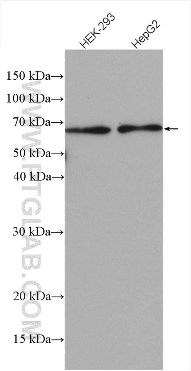 ATL2 Antibody in Western Blot (WB)