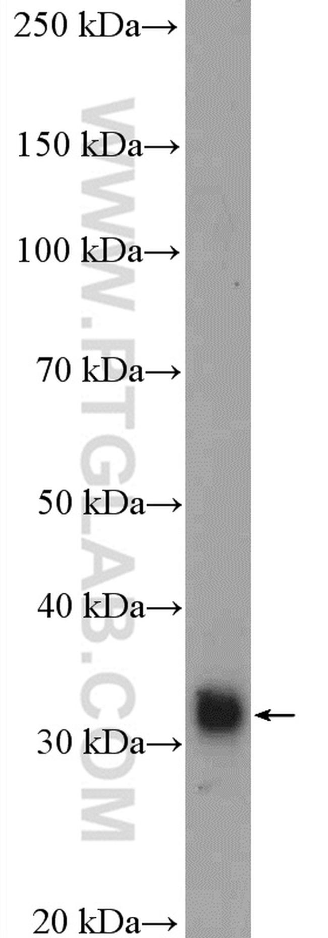 ALY Antibody in Western Blot (WB)