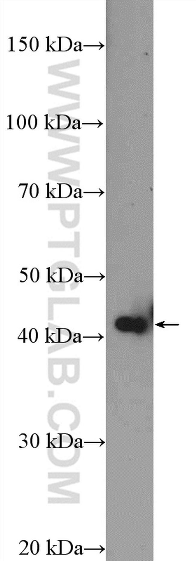 MTRF1L Antibody in Western Blot (WB)