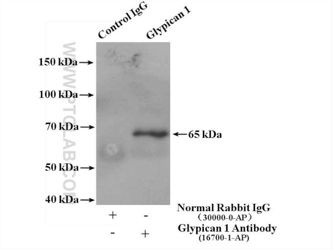 Glypican 1 Antibody in Immunoprecipitation (IP)