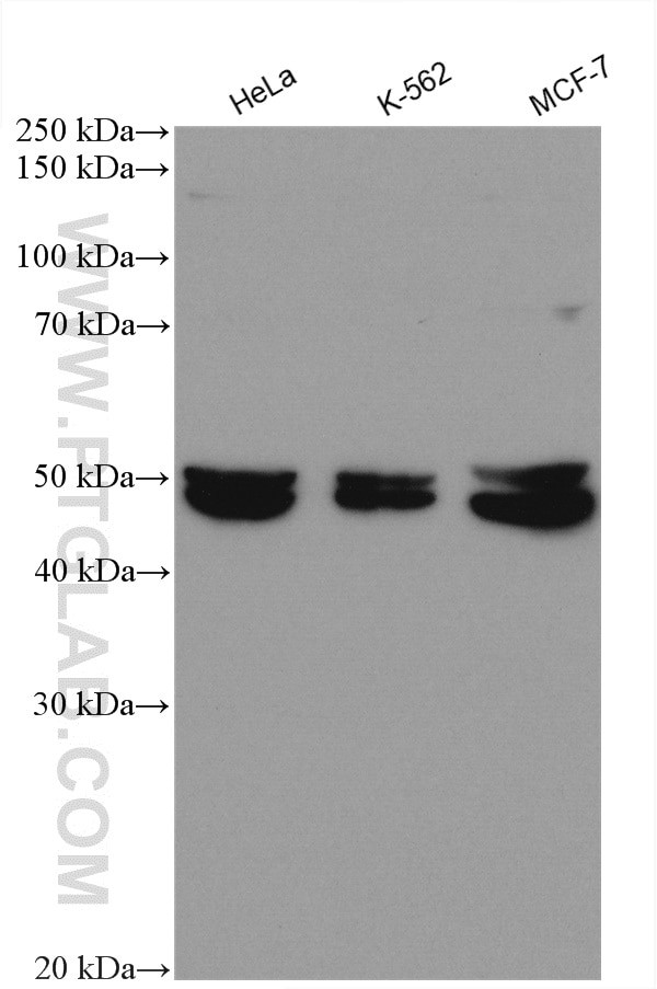 CYP20A1 Antibody in Western Blot (WB)