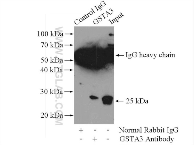 GSTA3 Antibody in Immunoprecipitation (IP)