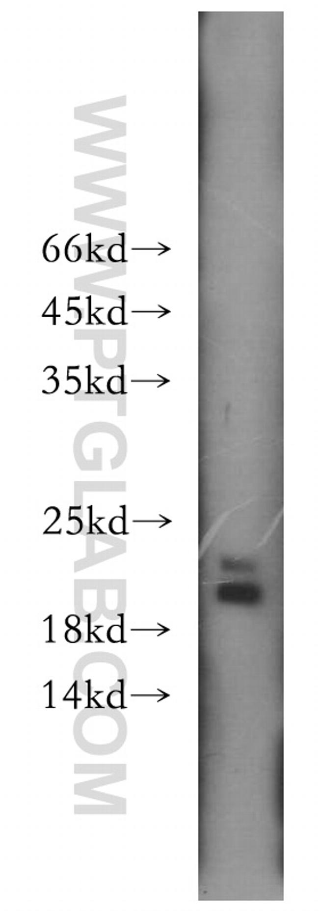 MTH1 Antibody in Western Blot (WB)