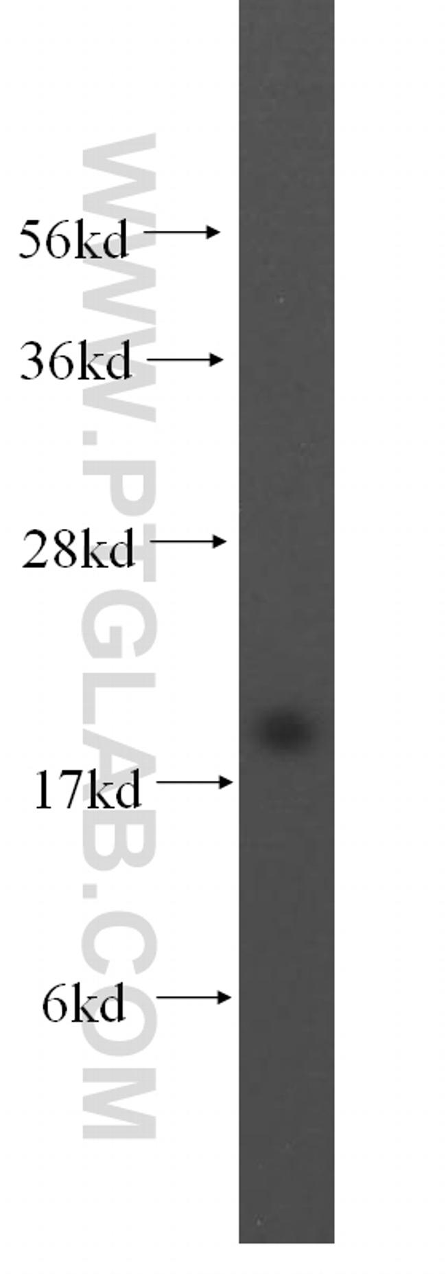 MTH1 Antibody in Western Blot (WB)