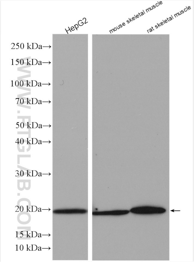 NDUFB11 Antibody in Western Blot (WB)