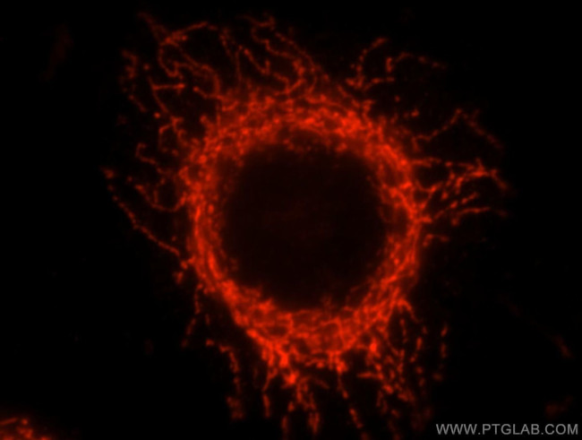 GCSH Antibody in Immunocytochemistry (ICC/IF)