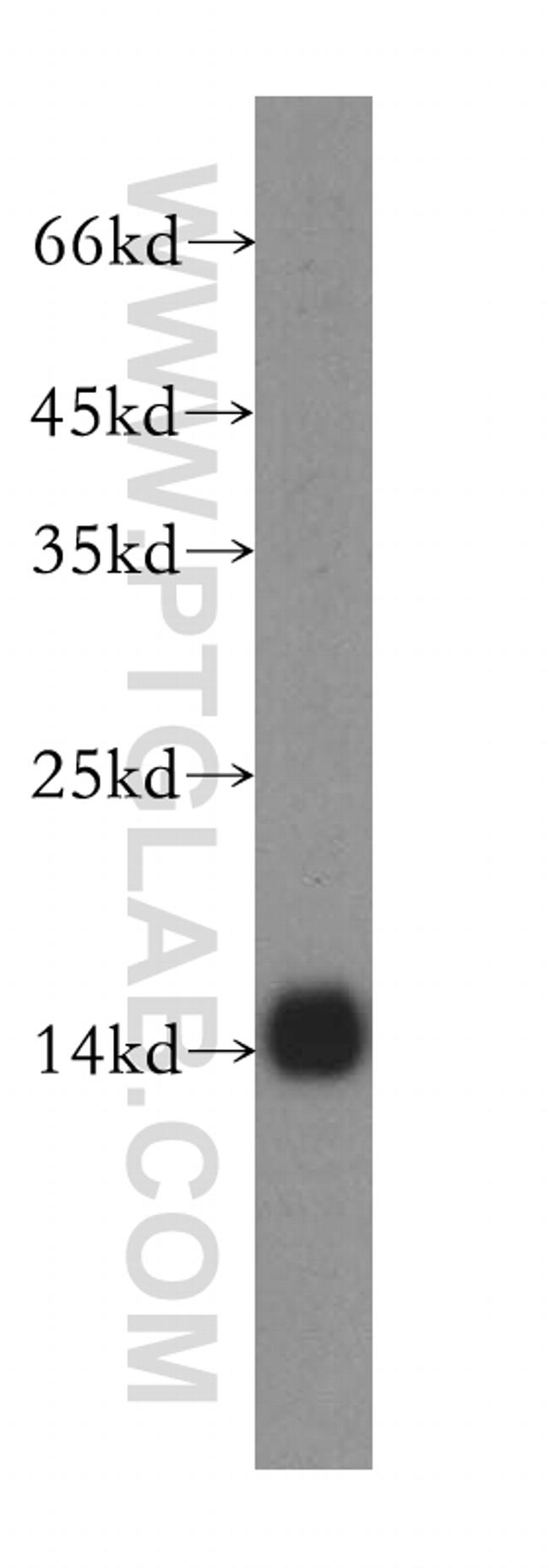 GCSH Antibody in Western Blot (WB)