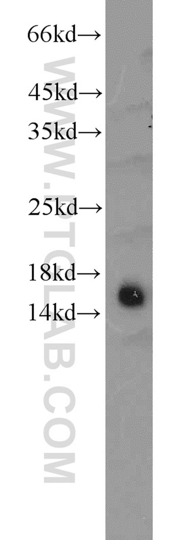 GCSH Antibody in Western Blot (WB)