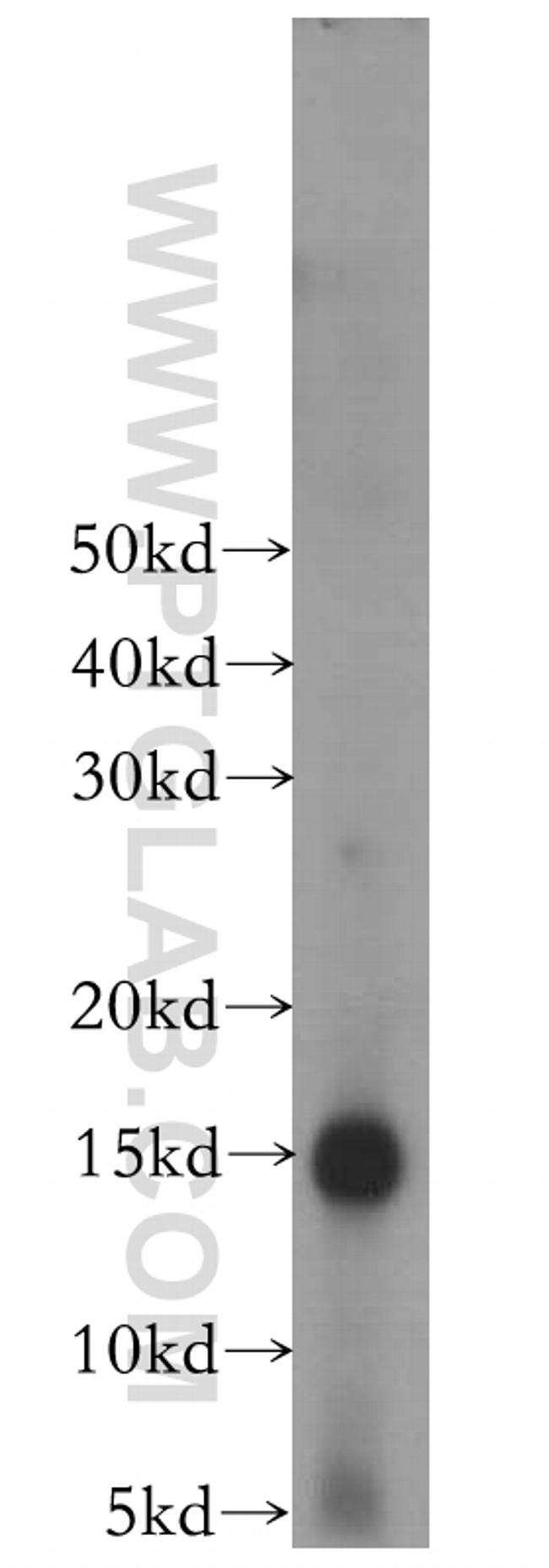 Galectin-7 Antibody in Western Blot (WB)