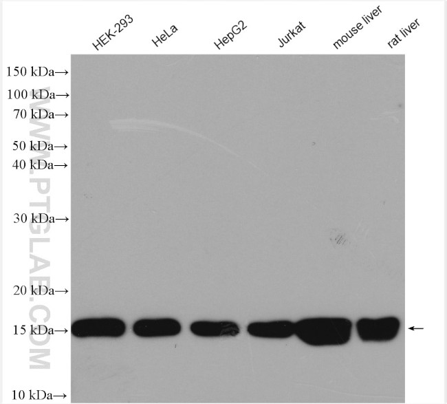 MRPS16 Antibody in Western Blot (WB)