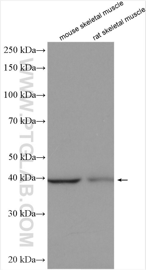 PHKG1 Antibody in Western Blot (WB)