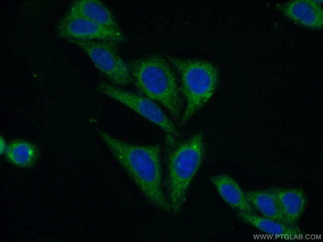 PCK1 Antibody in Immunocytochemistry (ICC/IF)