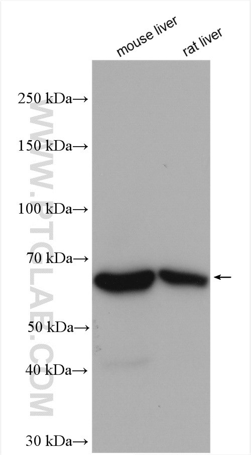 PCK1 Antibody in Western Blot (WB)