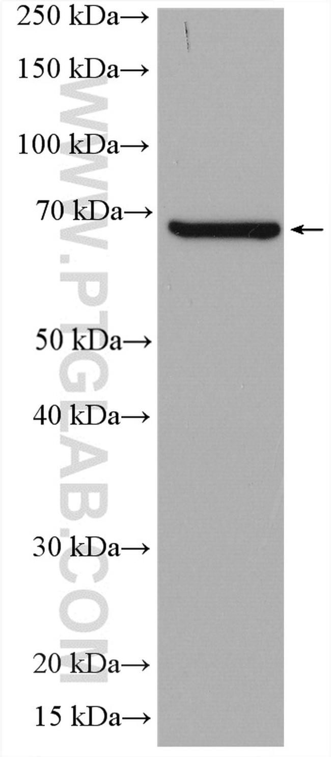 PCK1 Antibody in Western Blot (WB)