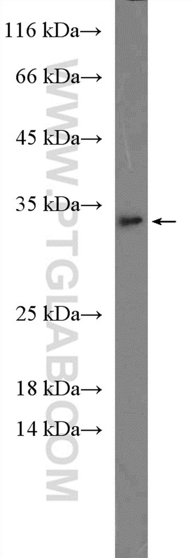 IL 1 alpha Antibody in Western Blot (WB)