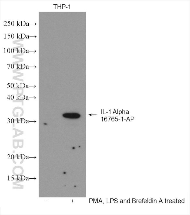 IL 1 alpha Antibody in Western Blot (WB)