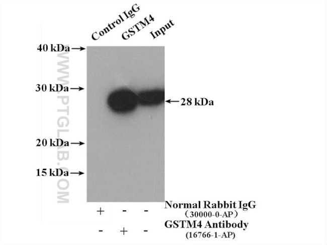 GSTM4 Antibody in Immunoprecipitation (IP)