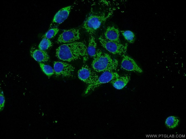 RAB11FIP1 Antibody in Immunocytochemistry (ICC/IF)