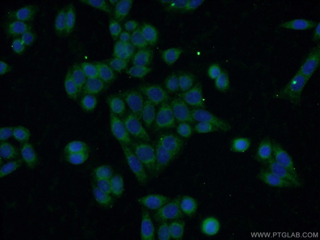 RAB11FIP1 Antibody in Immunocytochemistry (ICC/IF)