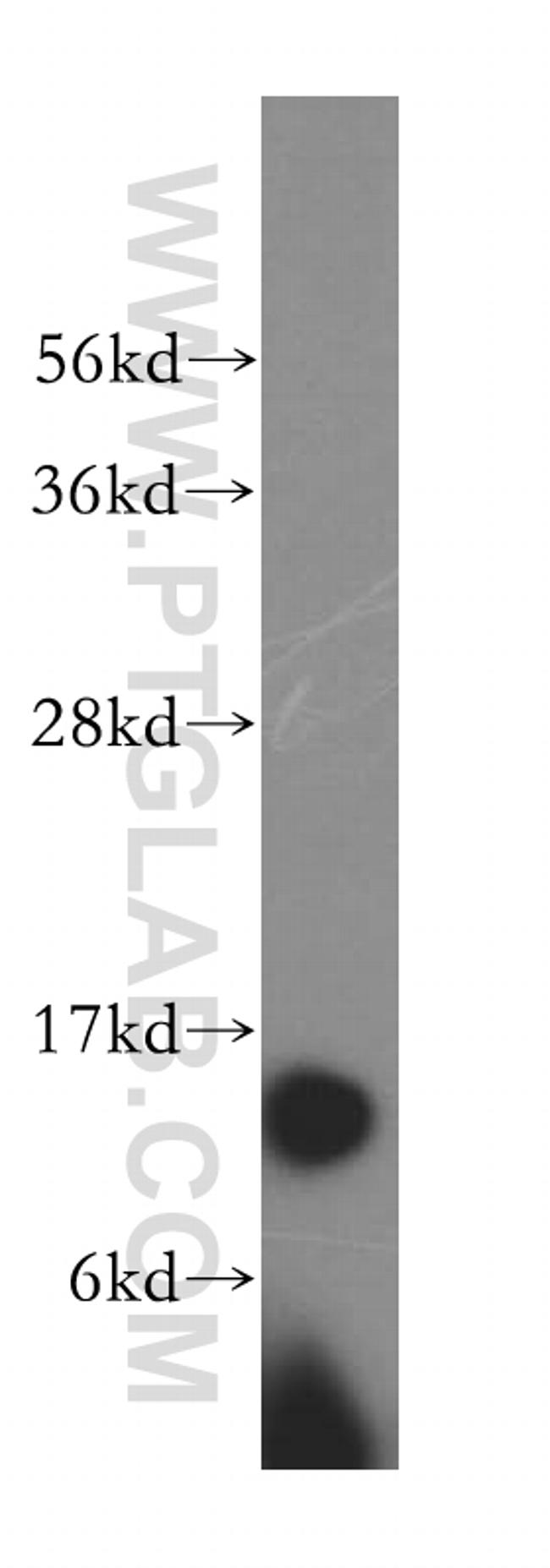 THEM2 Antibody in Western Blot (WB)