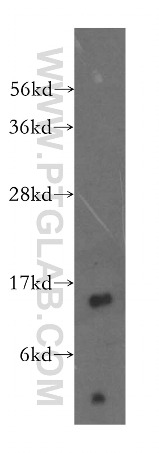 THEM2 Antibody in Western Blot (WB)