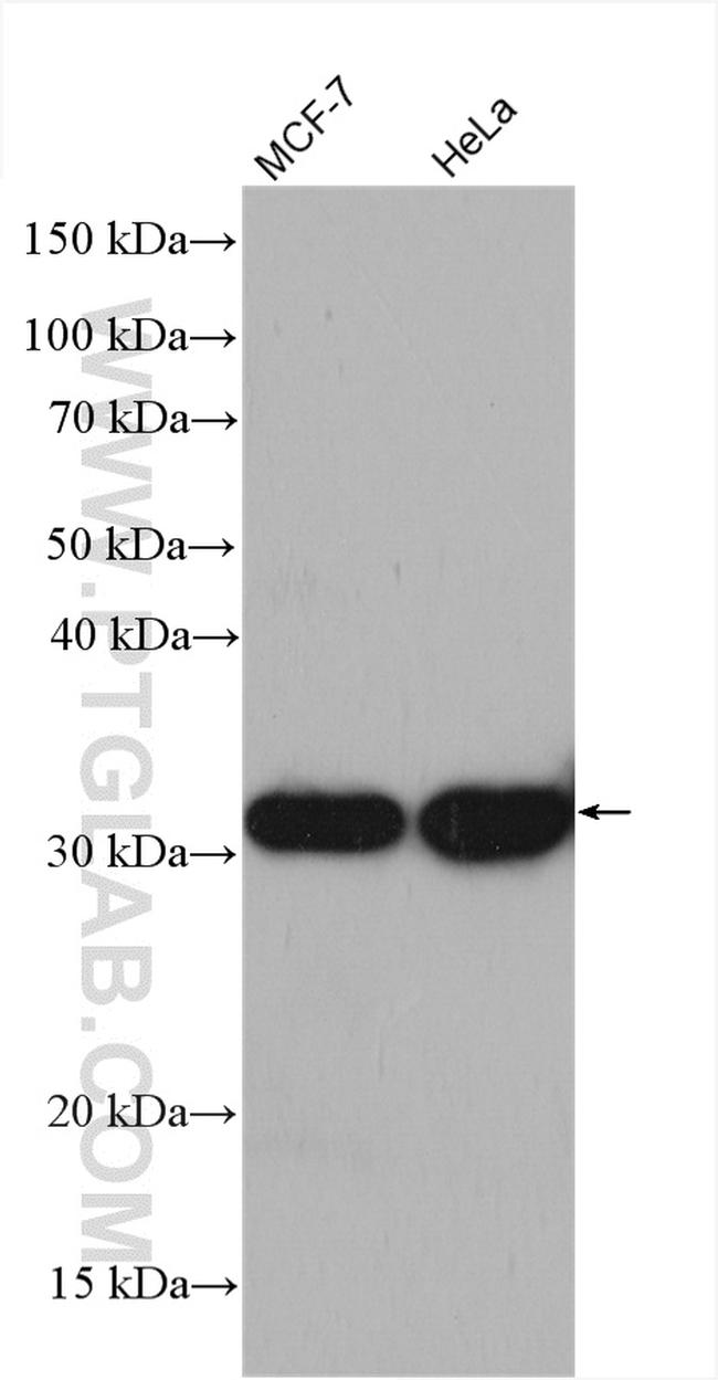 LACTB2 Antibody in Western Blot (WB)