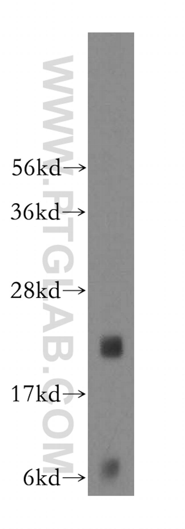 MED30 Antibody in Western Blot (WB)