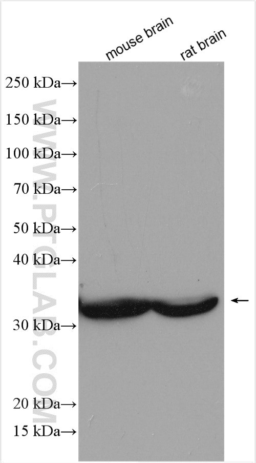 GLOD4 Antibody in Western Blot (WB)