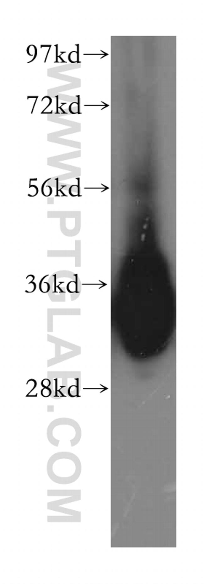 GLOD4 Antibody in Western Blot (WB)