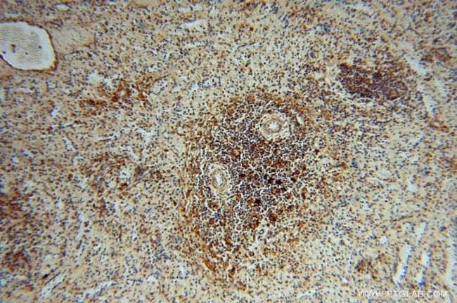 LITAF Antibody in Immunohistochemistry (Paraffin) (IHC (P))