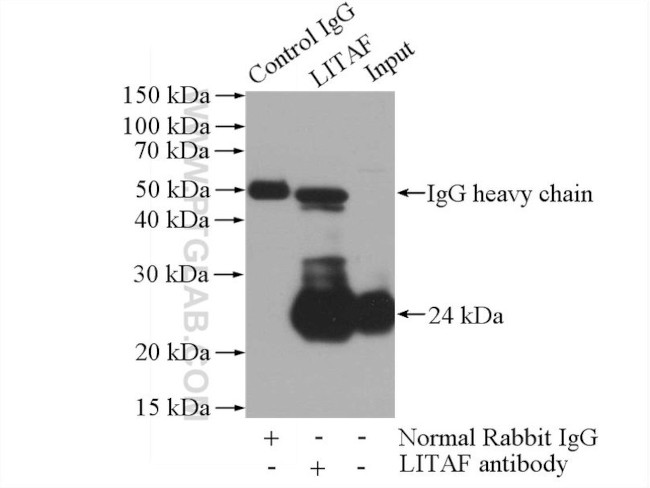 LITAF Antibody in Immunoprecipitation (IP)