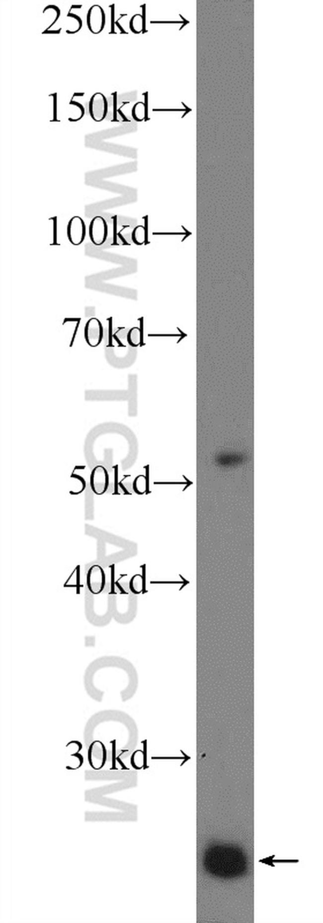 LITAF Antibody in Western Blot (WB)